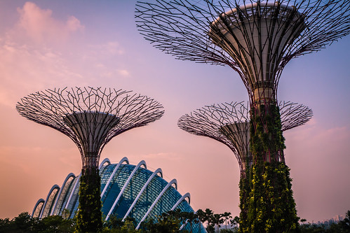 新加坡的超級樹，僅供示意。圖片來源：Jirka Matousek（CC BY 2.0）。