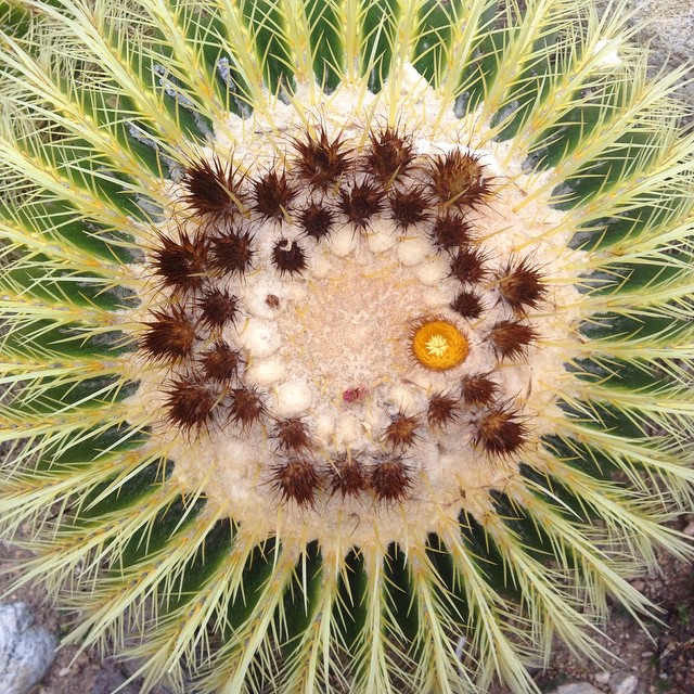 Top of a cactus