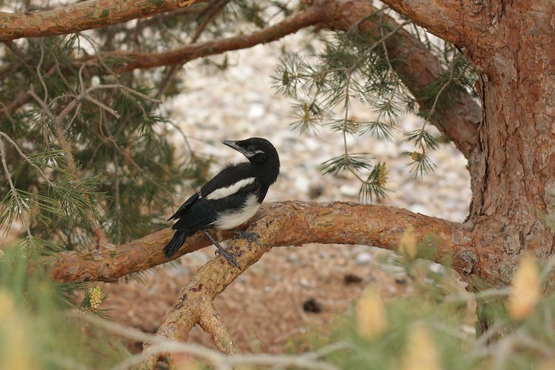 magpie fledgling