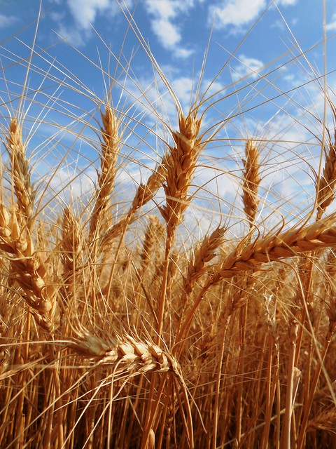 Beautiful wheat Enid, OK '13