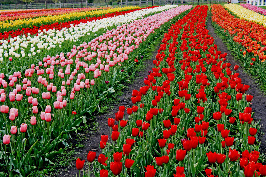 Tulip field Holland Michigan Our first trip to see the tul… Flickr