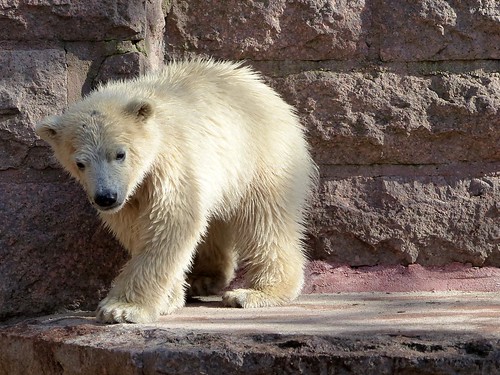 FIETE, polar bear cub series