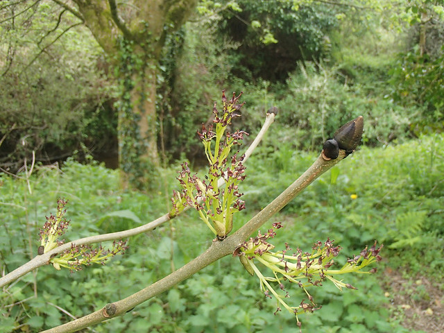 male alder flowers