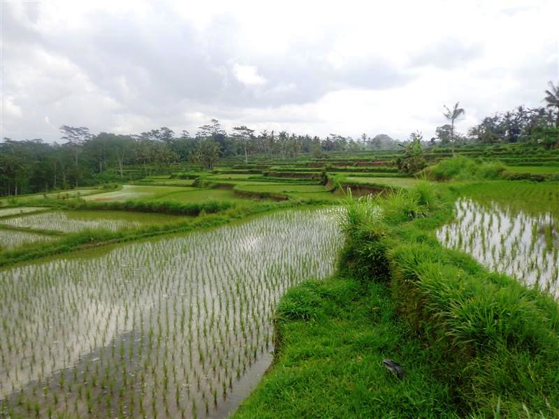 Jual Tanah murah di Bali view sawah dan gunung di Ubud Pay 