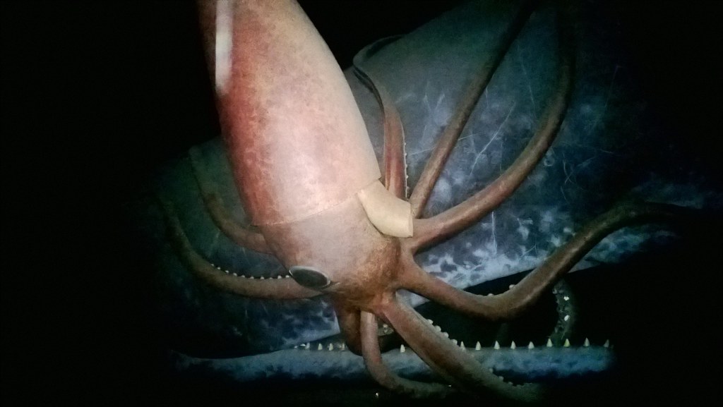 museum-of-natural-history-sperm-whale-and-giant-squid-flickr