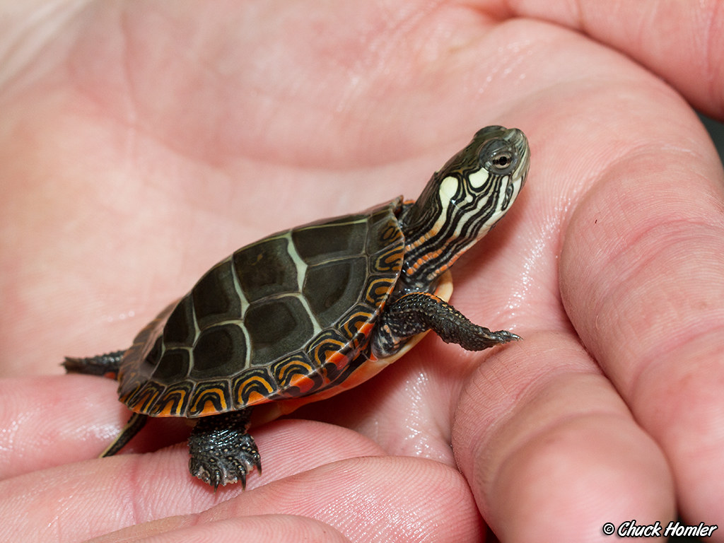 Baby Painted Turtle This is an Eastern Painted Turtle