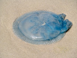 Jellyfish I found on the Beach in Byron Bay