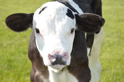 NIFA-funded research used genetics to hornless dairy cattle.  (Image courtesy of Recombinetics)