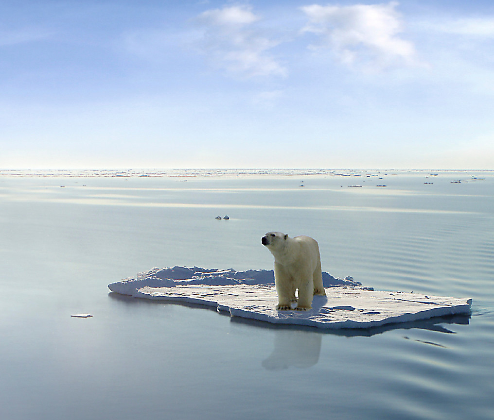 北極熊是全世界最大的掠食動物，但也是最受氣候變遷影響的物種之一。圖片來源：Gerard Van der Leun。（CC BY-NC-ND 2.0）
