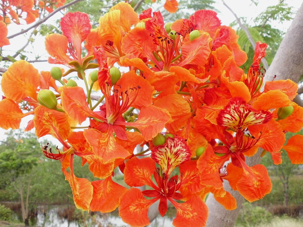  Bunga flamboyan  Delonix regia Nelindah Flickr