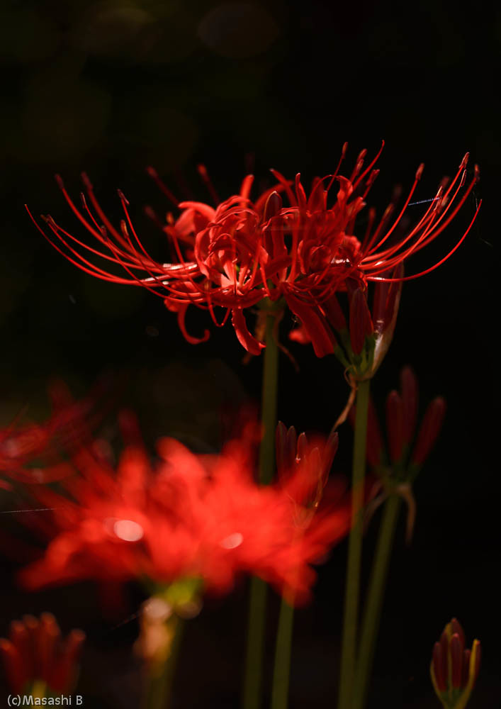 Red Spider Lily 彼岸花 | Masashi Bon | Flickr
