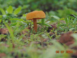 Mushrooms6
