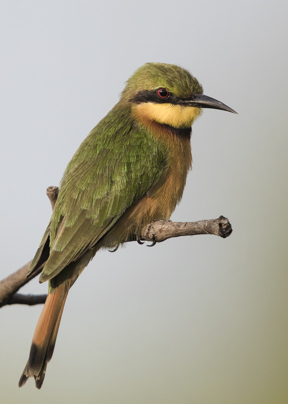 Little Bee-eater The Gambia 2016
