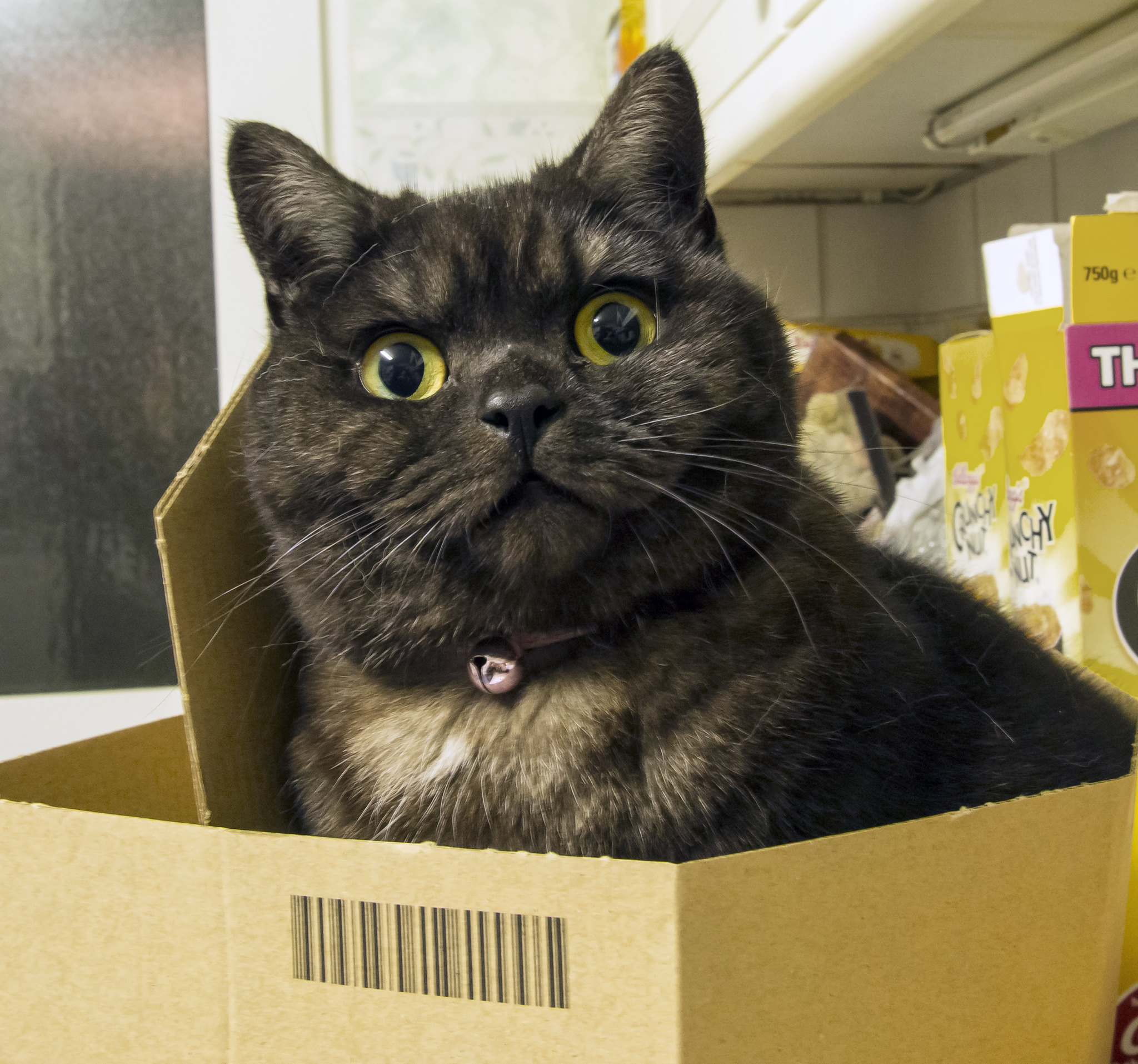 Cat in a box!!!!