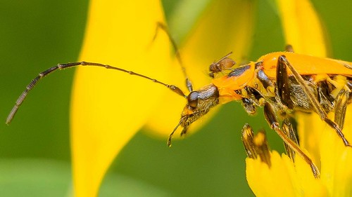 beetle on a flower, with a fly on it's 