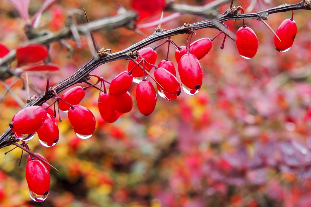Autumnal Red Berries | Herbstliche rote Beeren mit Wassertro… | Thomas ...