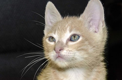 Perry, gatito muy bueno color Vainilla súper guapo, nacido en Septiembre´16, en adopción. Valencia. ADOPTADO. 30126411004_38c2a30b1c