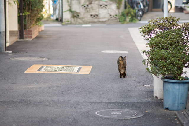 谷中の路地を歩くネコの写真