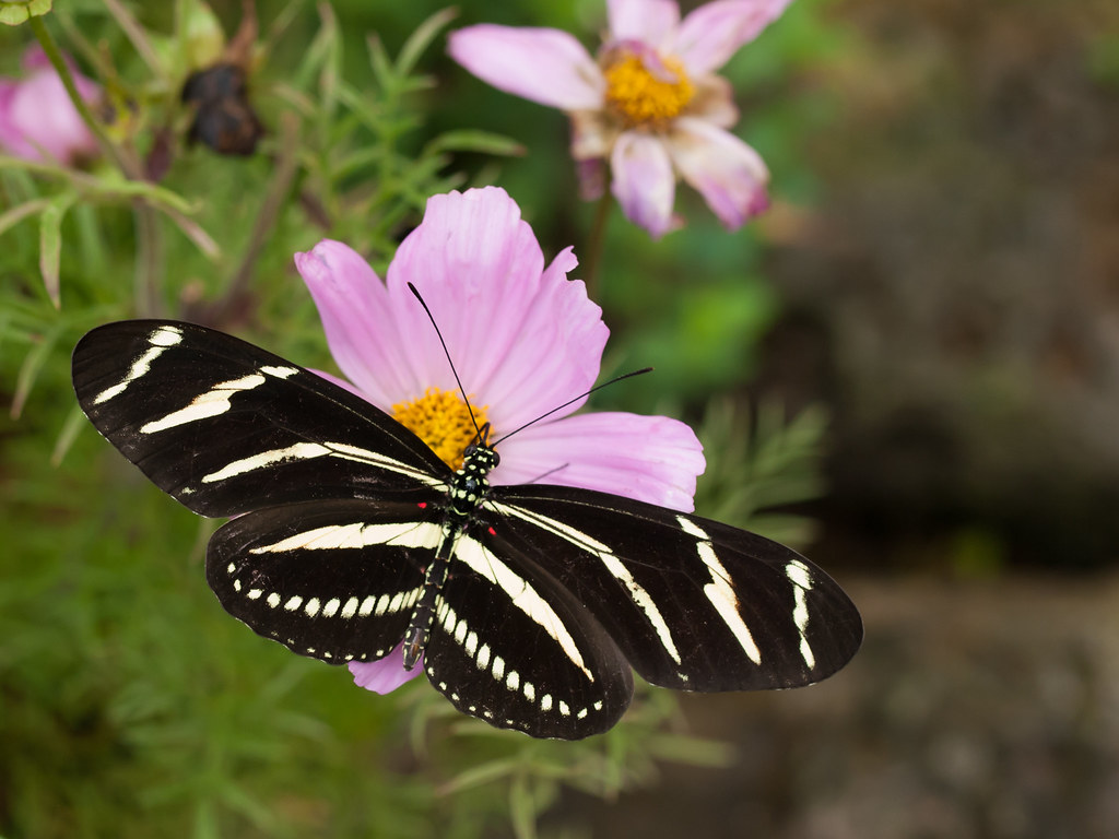 Zebra Longwing Butterfly | Zebra Longwing Butterfly at the B… | Flickr