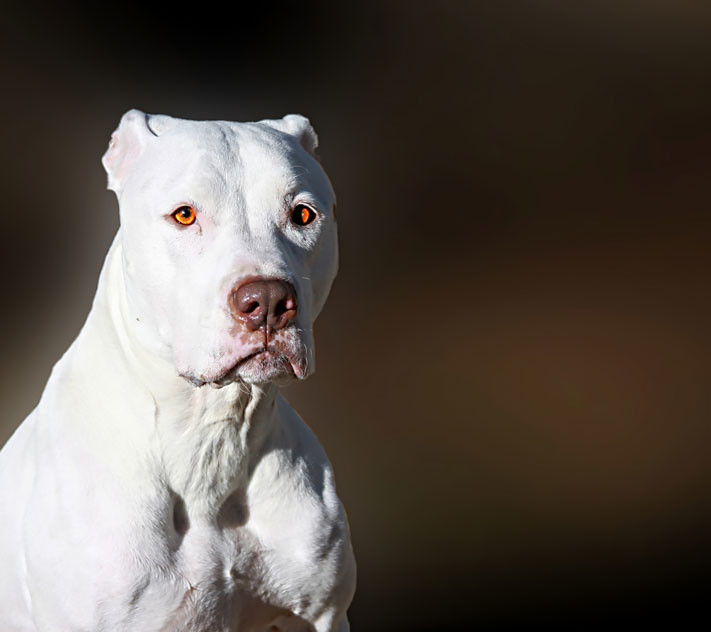 Majestic White Bully Breed Dog | The term pit bull is a gene… | Flickr