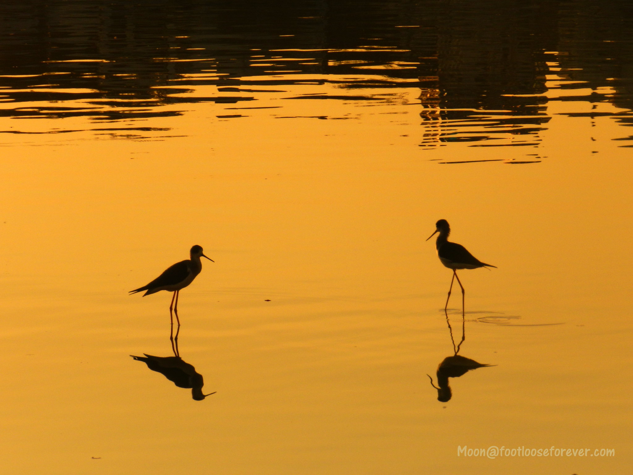 silhouette, birds, pushkar, lake