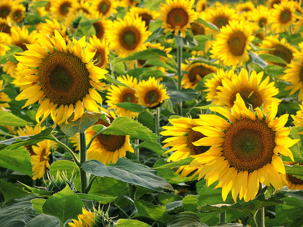 Happy Sunflower Thursday! - Explored 8/22/2013 | The Sunflow… | Flickr