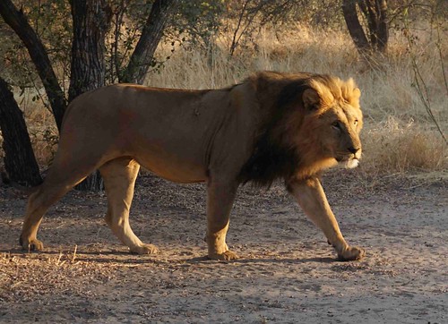 An African lion