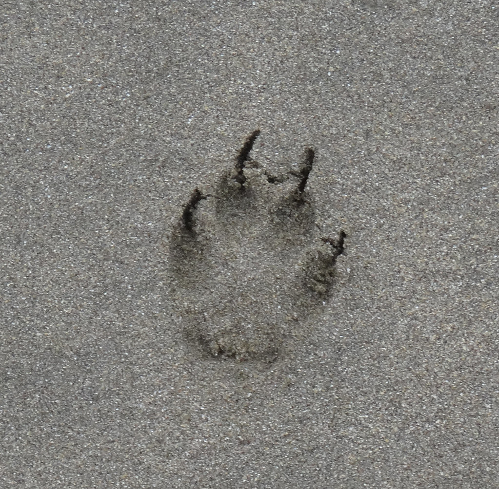 All 100+ Images what does a coyote paw print look like Full HD, 2k, 4k
