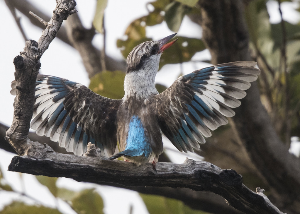Striped Kingfisher   The Gambia 2016