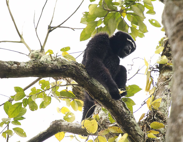 Hillock Gibbon Ape