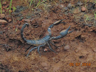 Scorpion, (Palamnaeus spp. ??), विंचू