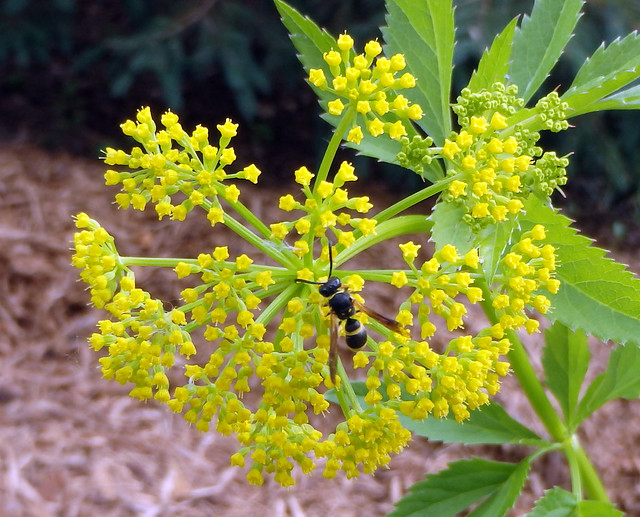 hoverfly on golden alexanders