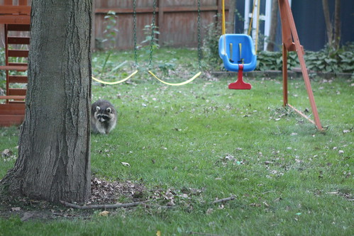 Backyard Visitor