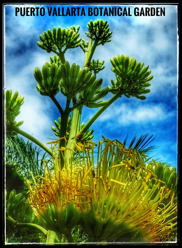 HDR Puerto Vallarta Botanical Garden poster in Snapseed