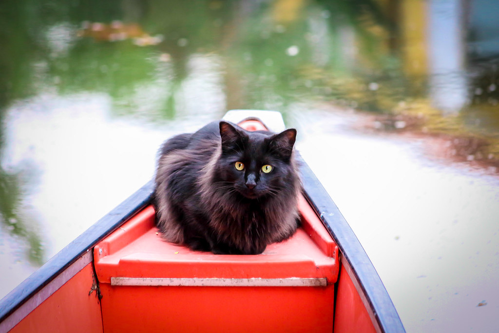 The Ships Cat Cat sitting on a boat in Venice, Los Angeles… peasap