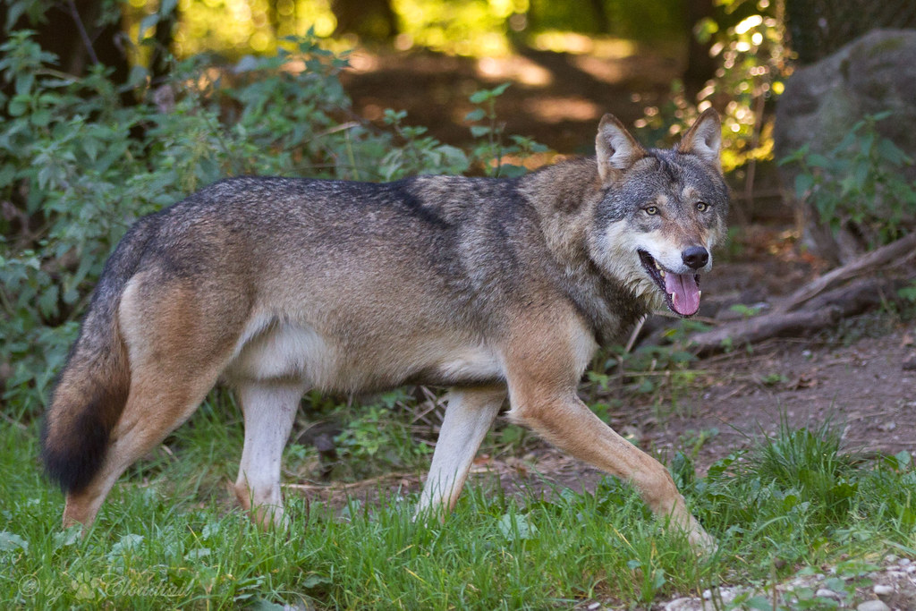 狼與森林的教科書》羅馬尼亞：狼會在街道上散步的國家| 環境資訊中心