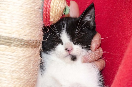 Nene, gatito blanquinegro activo y alegre nacido en Octubre´16, en adopción. Valencia. ADOPTADO. 30624696654_c361541354