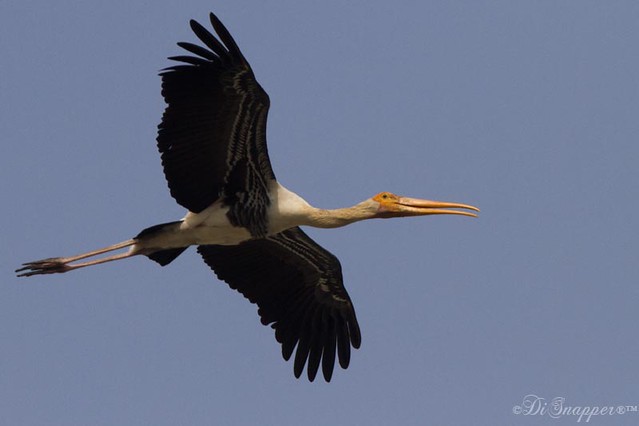 Painted Stork in flight