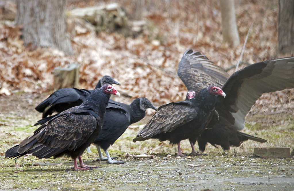 Turkey Vs Turkey Buzzard