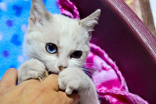Jackie, gatita ojos azules cruce Burmilla tranquila y dulce, nacida en Septiembre´16, en adopción. Valencia. ADOPTADA. 30978810421_d80626e5a4