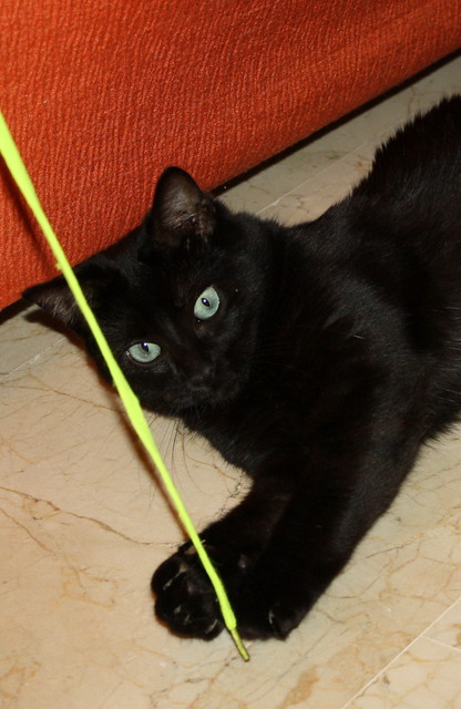 Machín, gatito negro de ojazos verde aguamarina súper dulce y bueno esterilizado, nacido en Mayo´16, en adopción. Valencia. ADOPTADO. 30110653224_5e8b40e75c_z