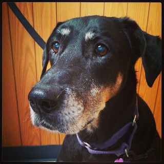 My baby girl #dobiemix #dobermanmix #rescue #adoptdontshop #dogstagram