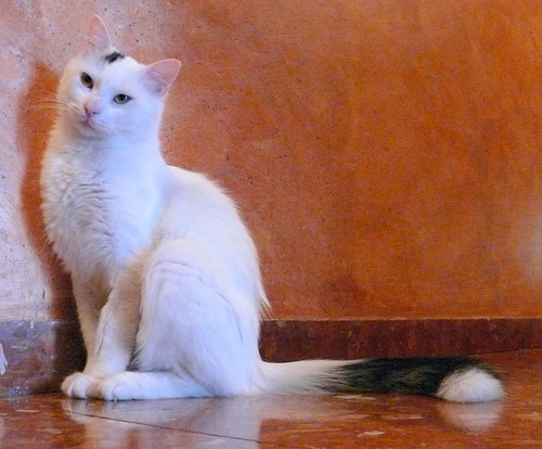 Kino, gato Cruce Van Turco pelo semilargo mimosón esterilizado, nacido en Abril´15, en adopción. Valencia. ADOPTADO. 30627270035_cc4d37b445