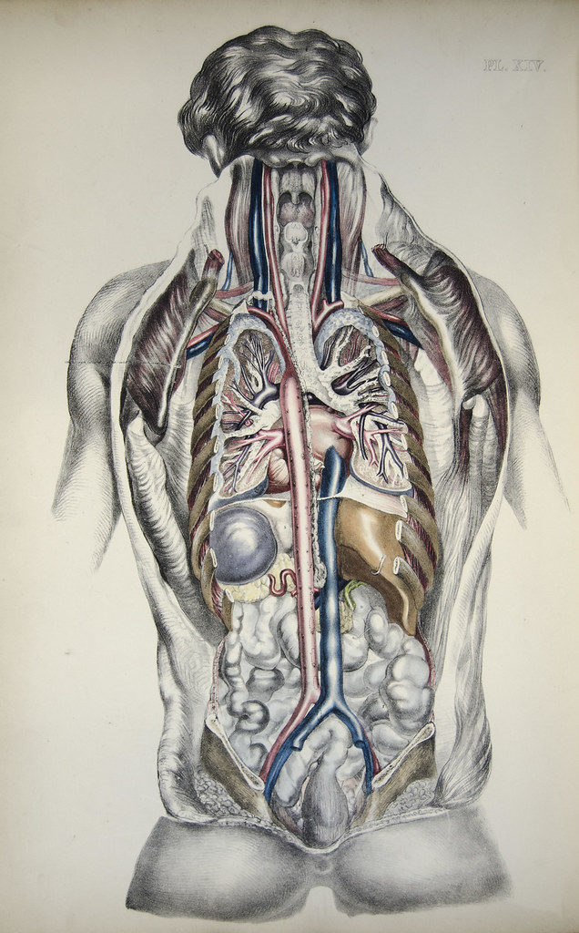 internal organs (rear view) | Plate 14 from Medical ...