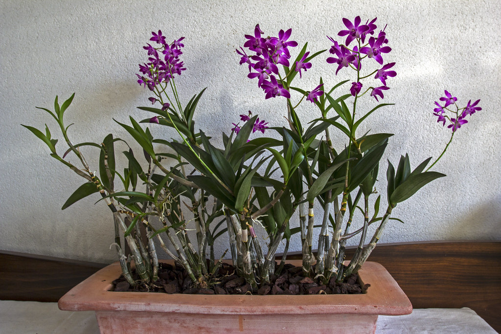 Dendrobium kingianum | Orquídeas Encanto e paixão