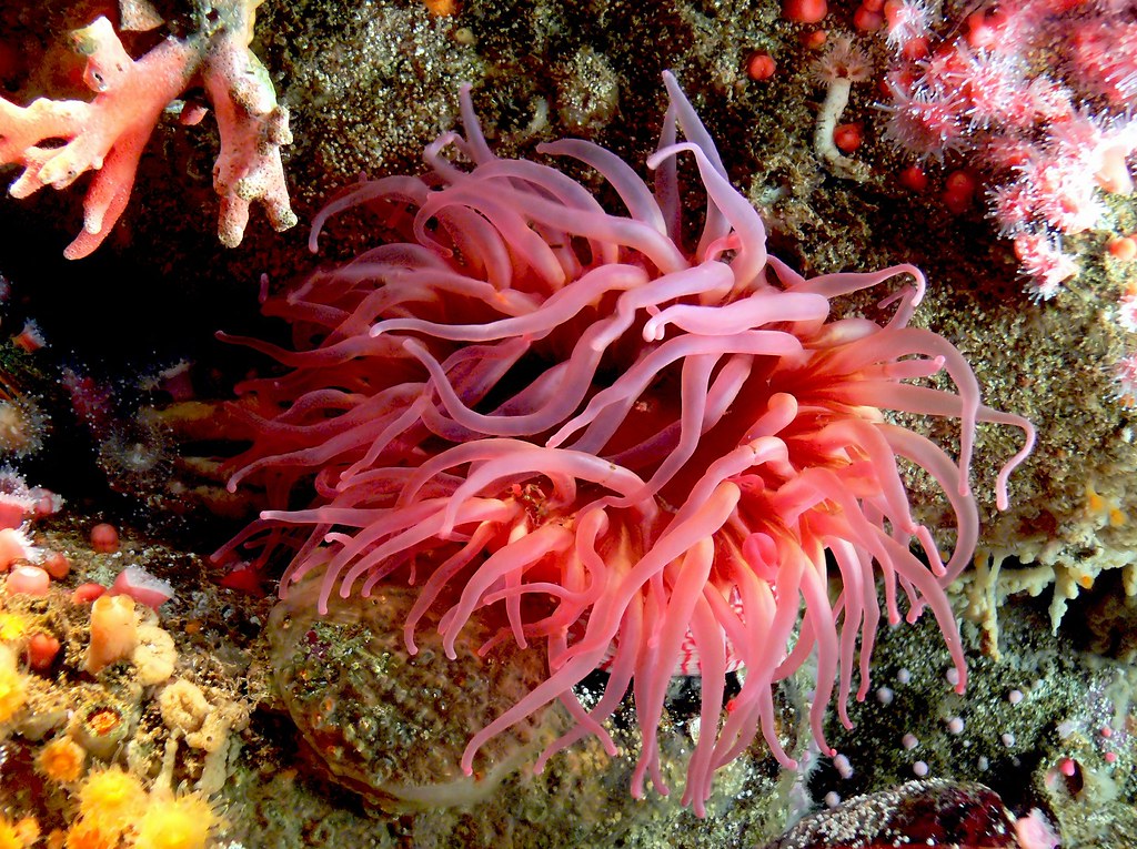 Sea Anemone - Sea anemones are a group of water-dwelling, pr… - Flickr