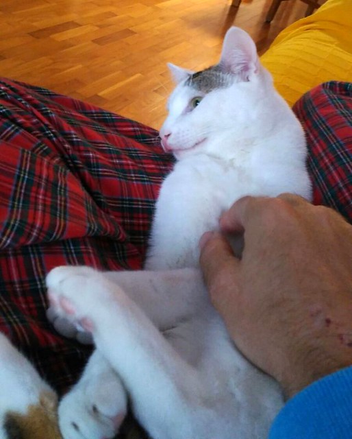 Nilo, gatito blanco con toques pardos súper bueno esterilizado, nacido en Marzo´16 en adopción. Valencia. ADOPTADO. 30992628341_626562816c_z