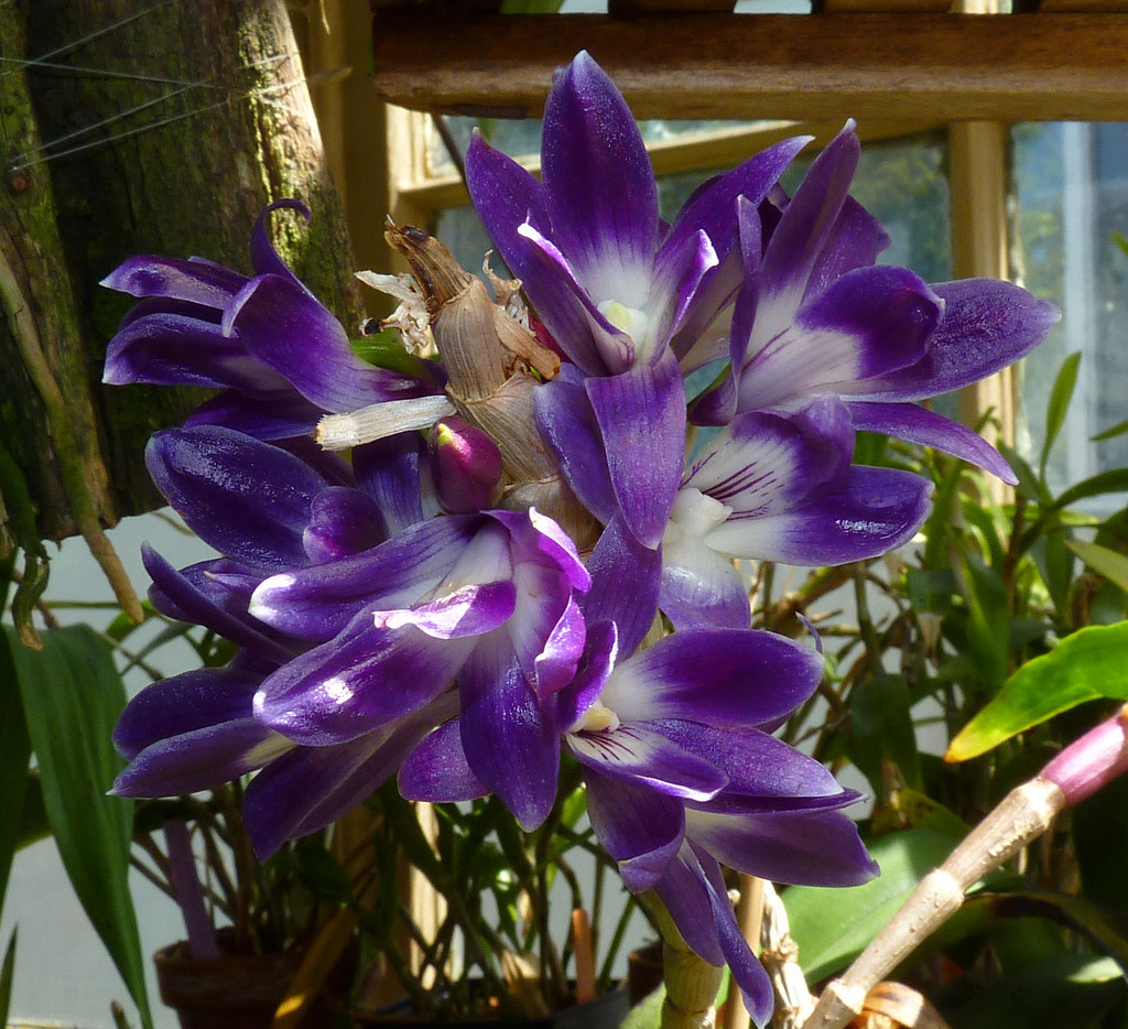 Orchid Dendrobium Blue