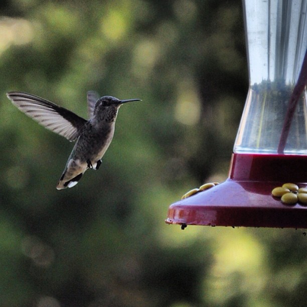 A new friend  at my patio  garden  #hummingbird
