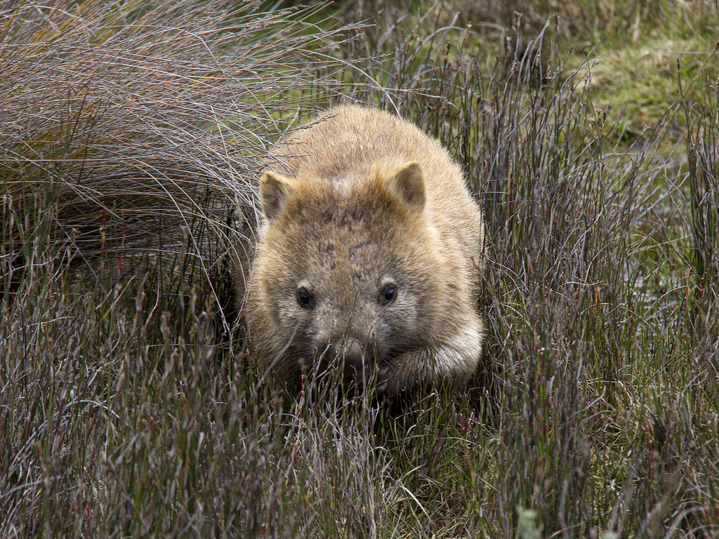 Hey! Who\u0026#39;s in my marsh? | Vombatus ursinus (common wombat) i\u2026 | Flickr